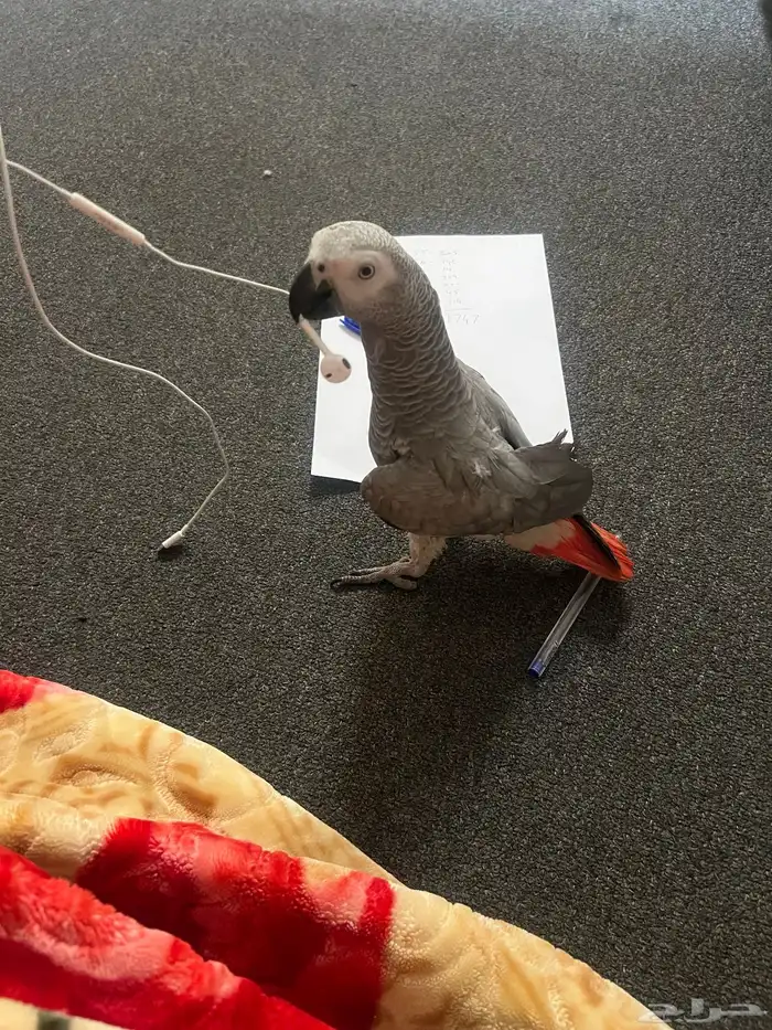 كاسكو افريقي 0