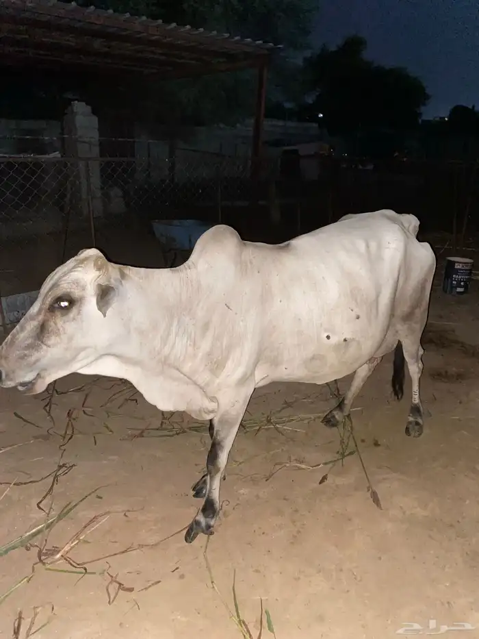 بقره للبيع جلد ليس فيها عيال 1