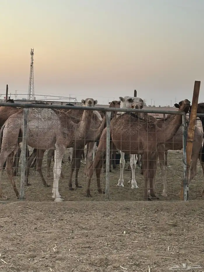 حشو قعدان وبكار 4