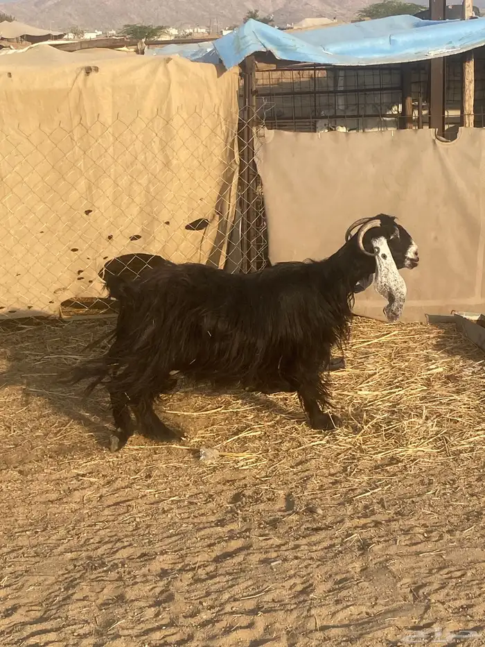 معزا عوارض 3