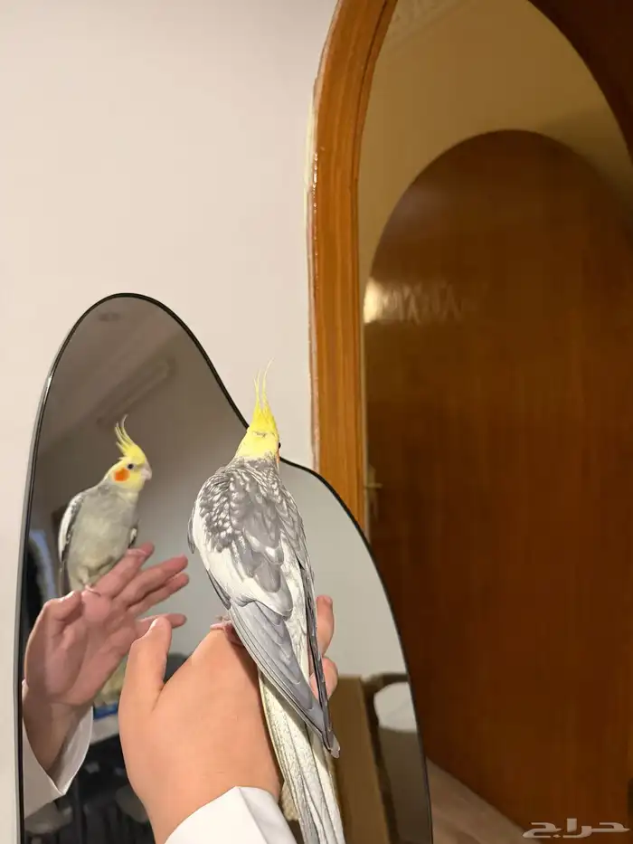 عرض لكم كروان متكلم اليف لعوب 1