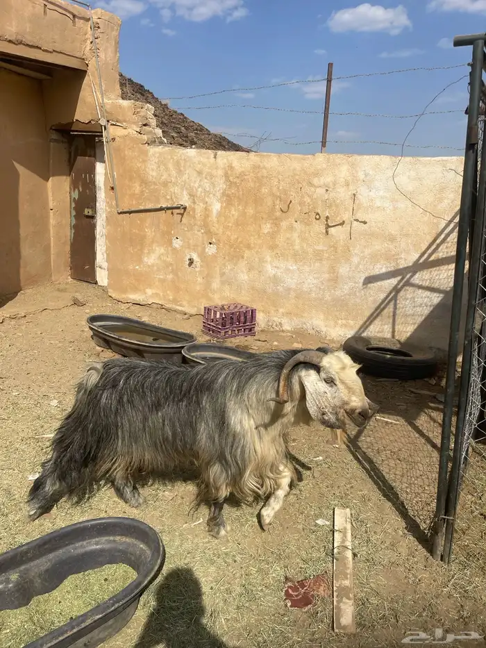 تيس عارضي فحل حار الاضراب شرط الصحه شرط 0