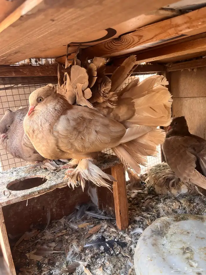 حمام للبيع الحق ماتلحق 2