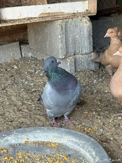 للبيع مجموعة حمام زينة index