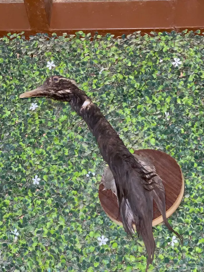 طيور محنطه 0