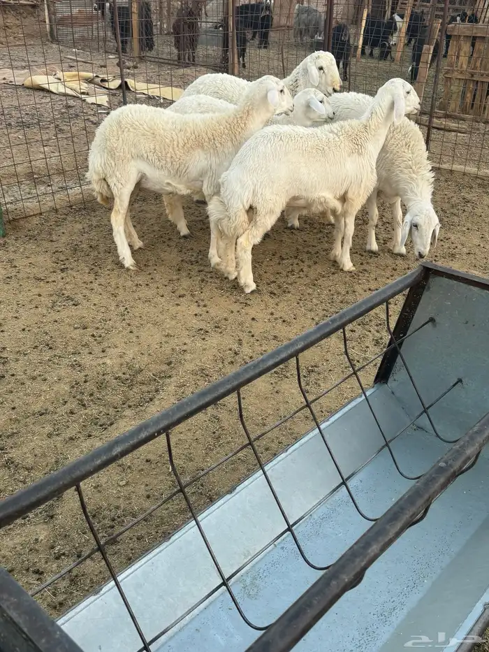 رخال بفحلها للبيع 8