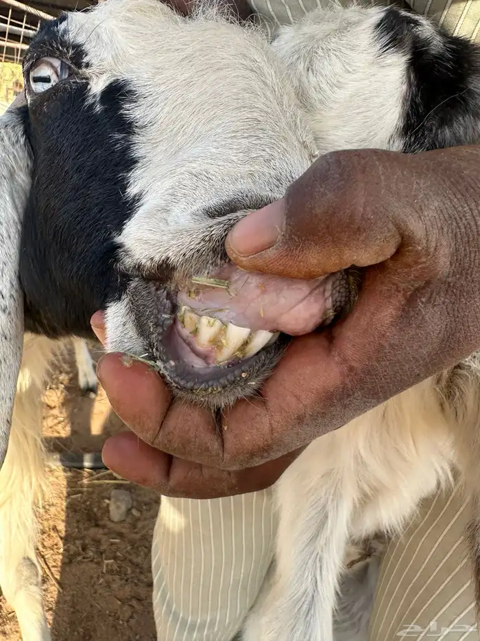 عنز مشروكه 3