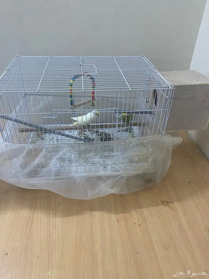 طيور بادجي 3