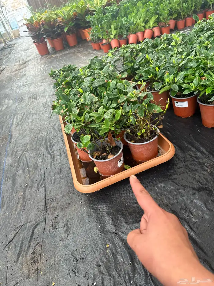 نباتات وأشجار طبيعي 3