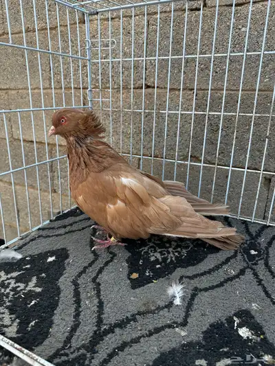 ذكر مصري اصفر مقبع index