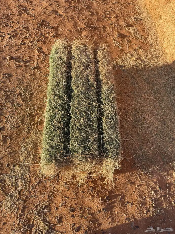 برسيم صافي شد شركة 8