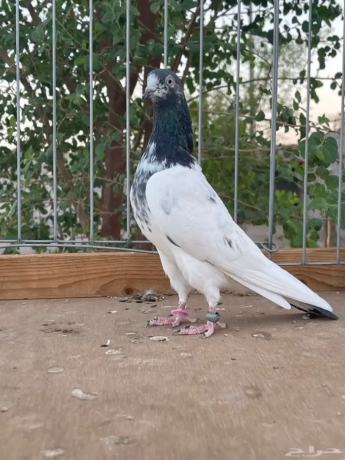 للبيع زوج تيدي سخي 0
