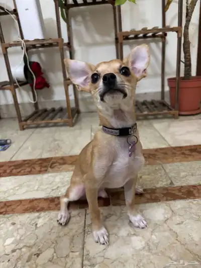 كلب شيواوا صغير للبيع index