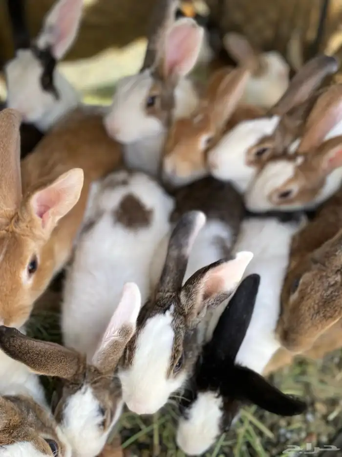 أرانب للبيع 4