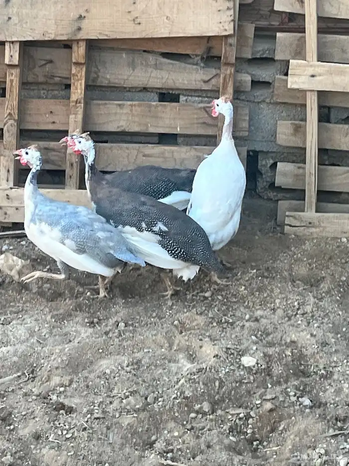 طقم دجاج حبشي 6