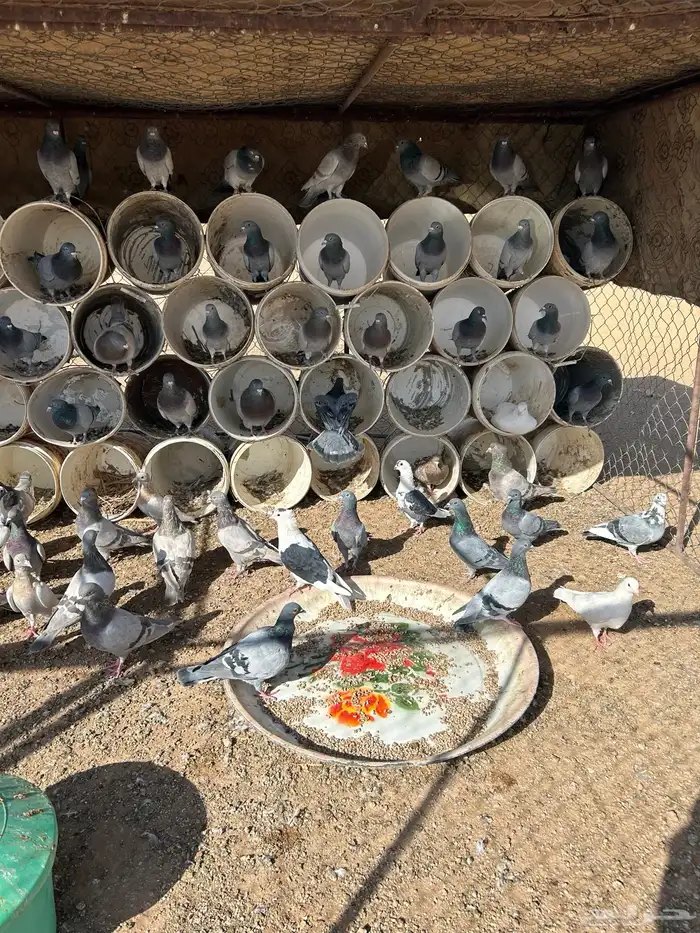 حمام سلفر فرايد 1