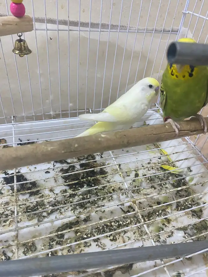 طيور بادجي 1