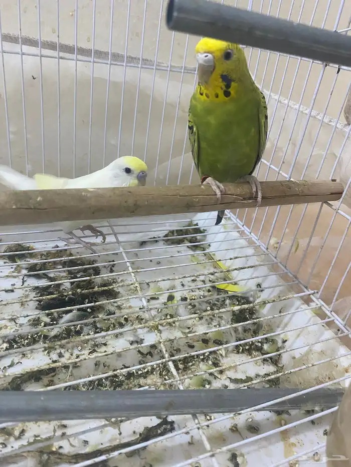 طيور بادجي 0