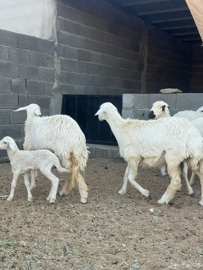 رخال صنف دفيع 4