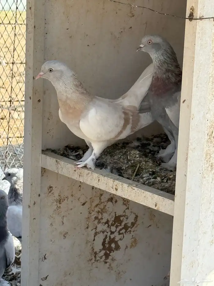 حمام تركي جميل جدا للبيع 6