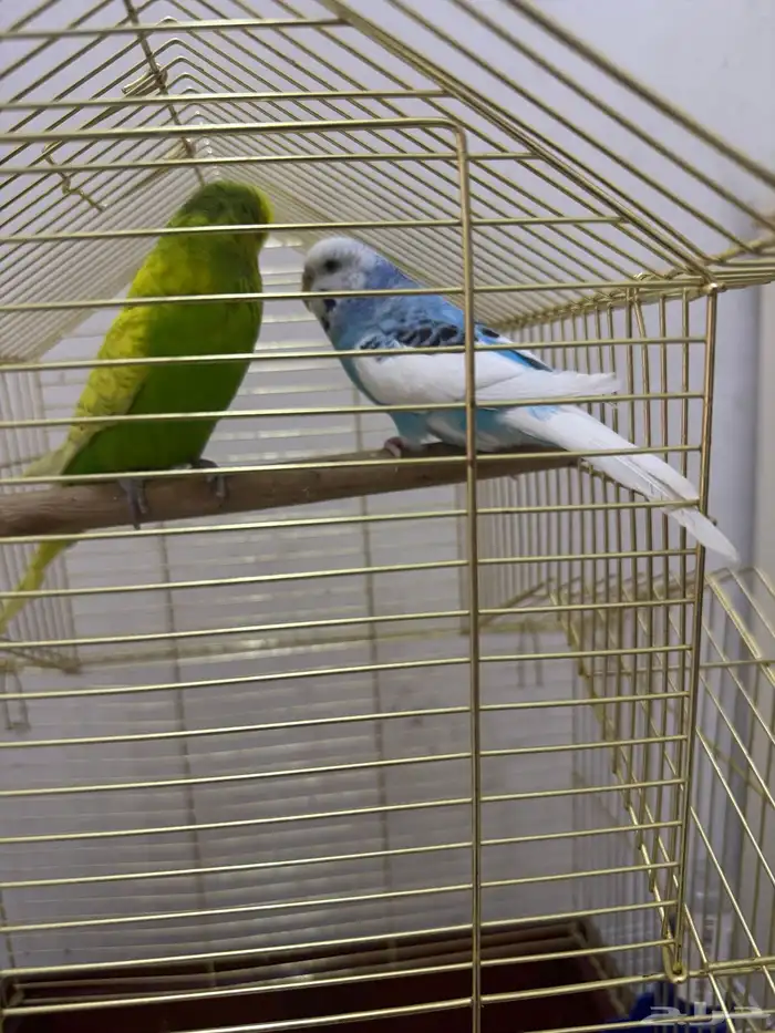 عصافير بادجى طيور الحب 4