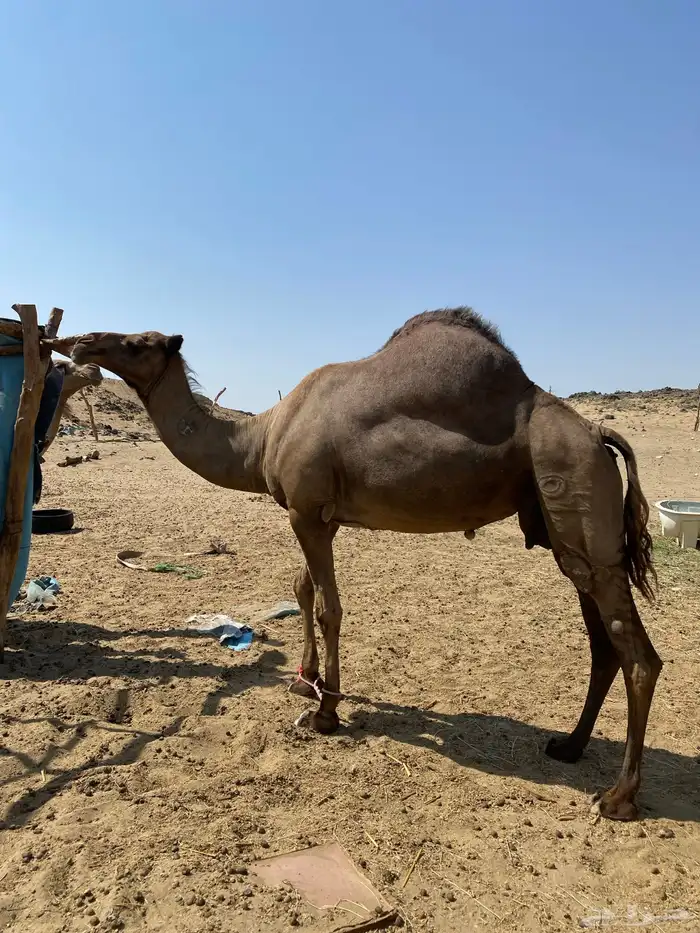 ناقة حايل ضربها البعير ولا لقحت سليمة من العذاريب 1