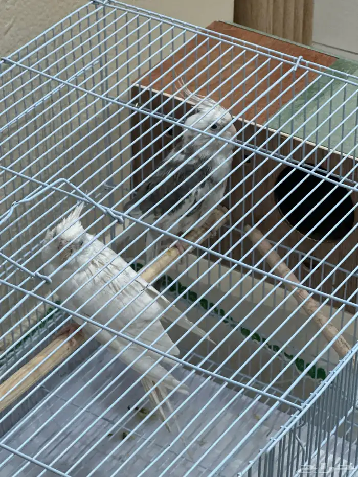 زوج كروان جاهز للانتاج انثى البينو و الذكر وايت فس 1