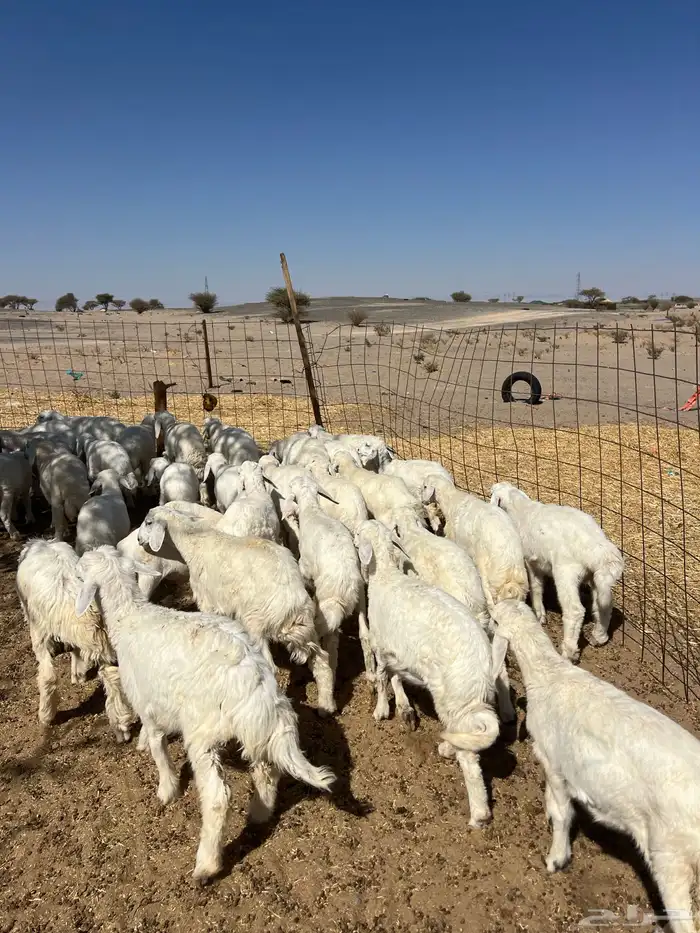 بهم تربيه من شهرين ونص إلى ثلاثة بهم نظيف العدد45 راس 13