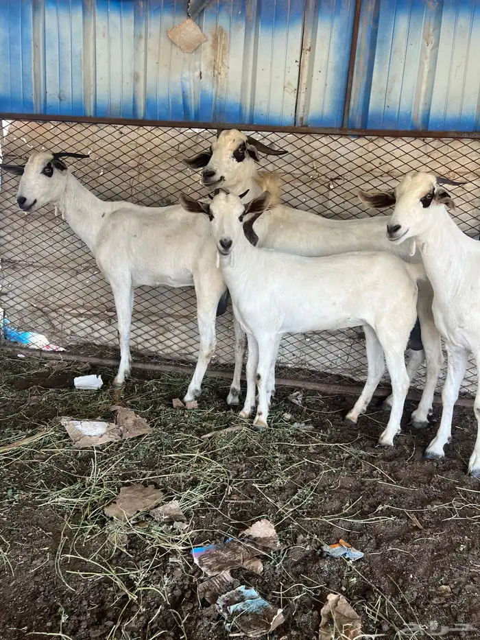4 ماعز بيشي ماشاءالله تبارك الله فاخر 2