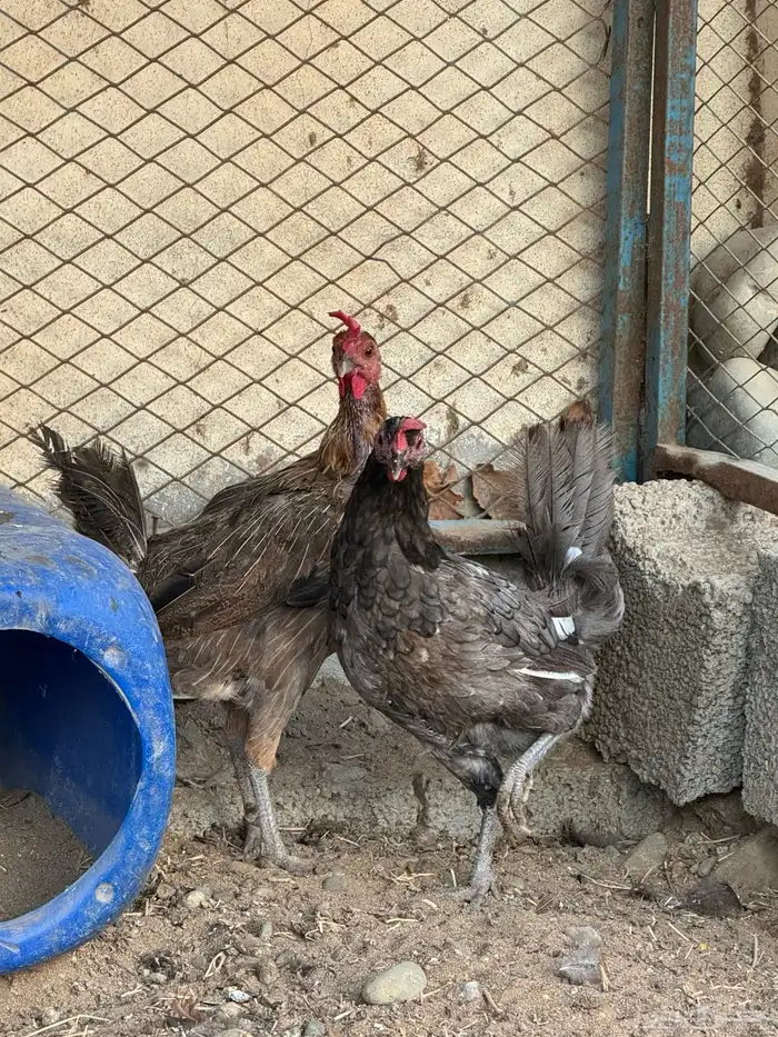 دجاج بلدي 5