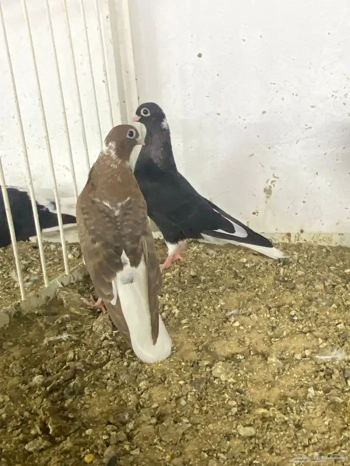 طبات قطايف للبيع 0