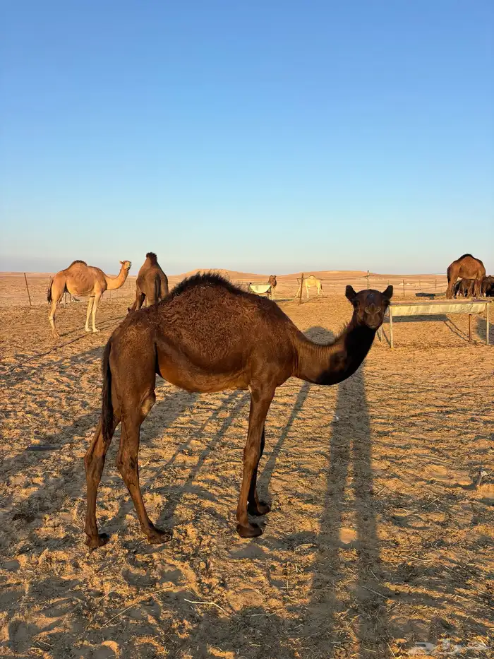 camel for sale جمل بكرا 4