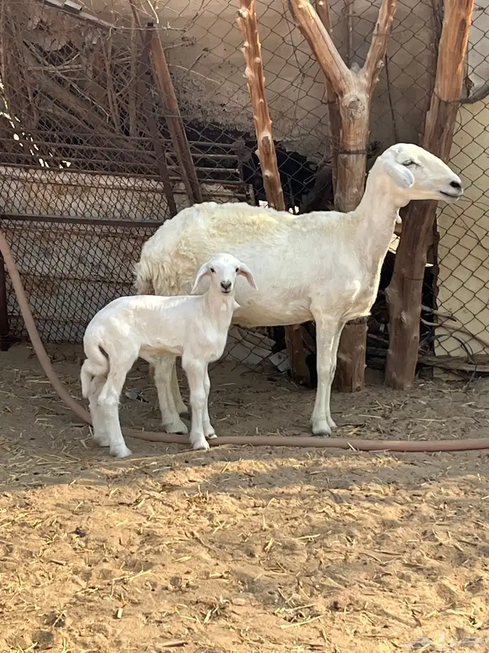 نعجة تحتها طلي 7