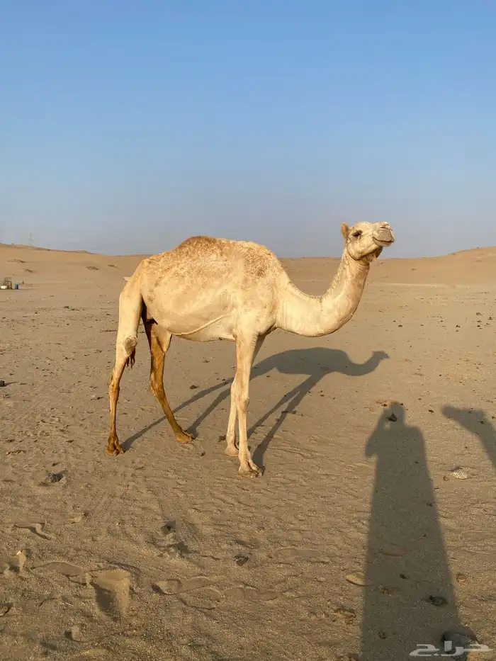 ناقه مهجنه للبيع 0