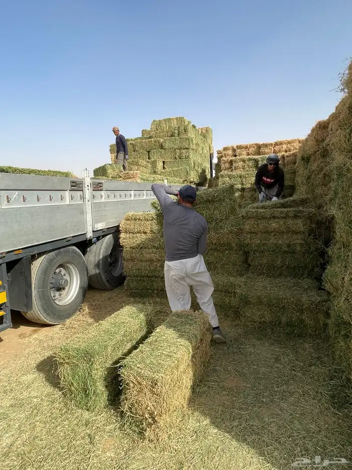 رشاش برسيم محوري للإيجار 5