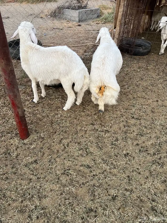 طليان للبيع 2