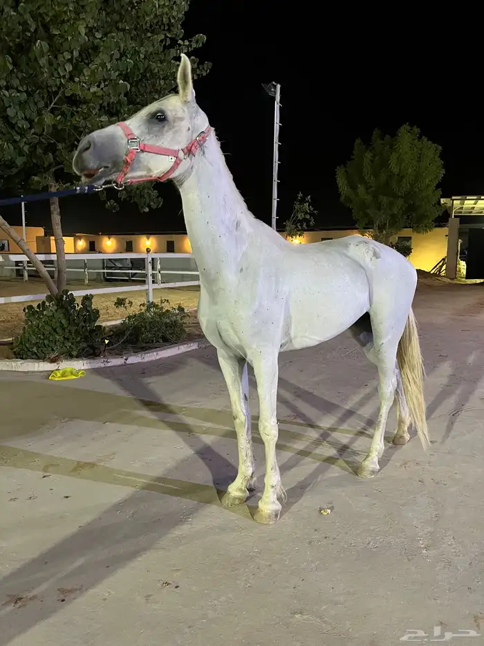 فرس شعبيه للبيع 3