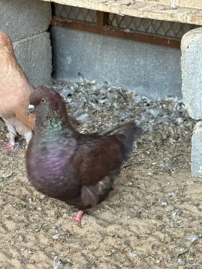 للبيع مجموعة حمام زينة index