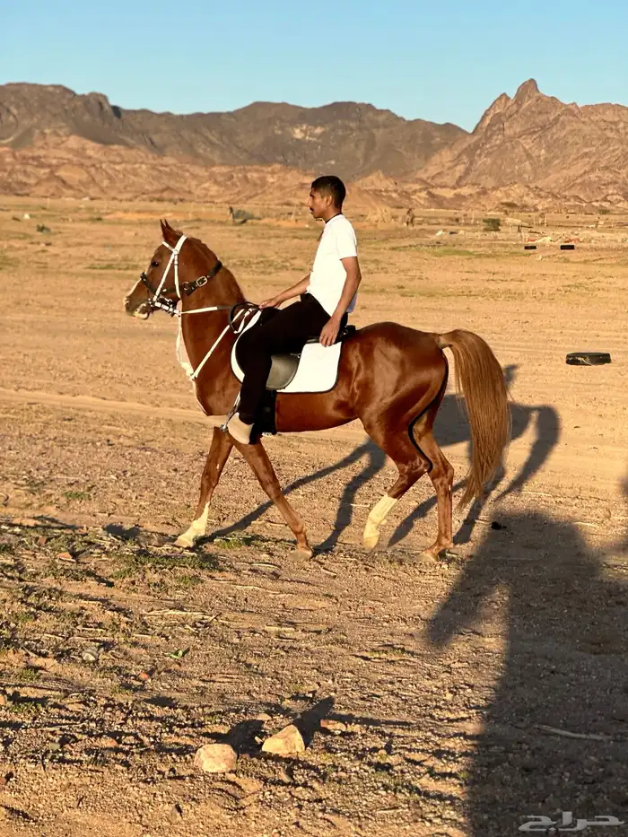 حصان للبيع 1