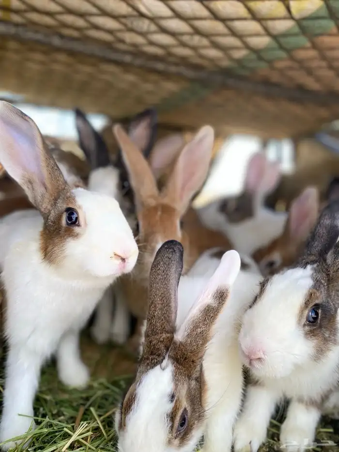 أرانب للبيع 3