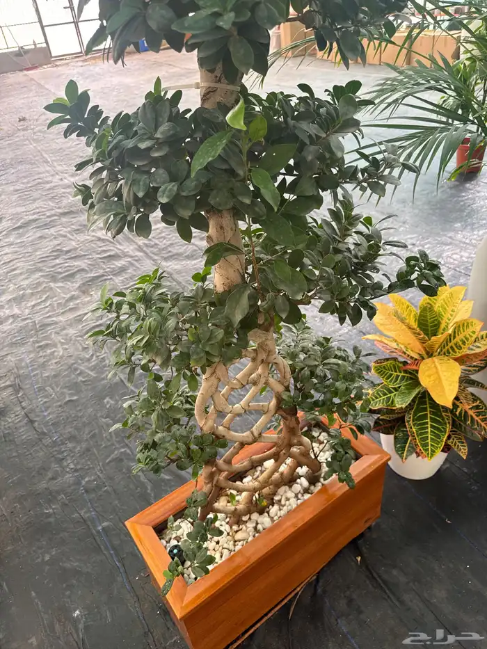 نباتات وأشجار طبيعي 12