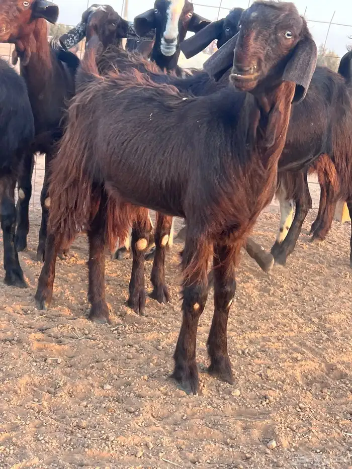 جذعات قبرصي بيور للبيع 2