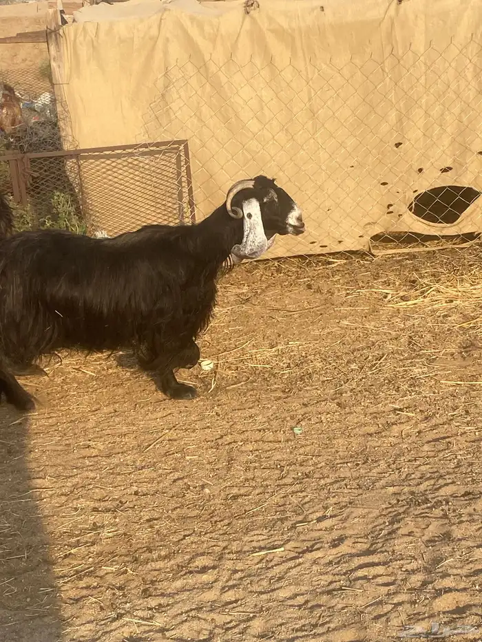 معزا عوارض 2