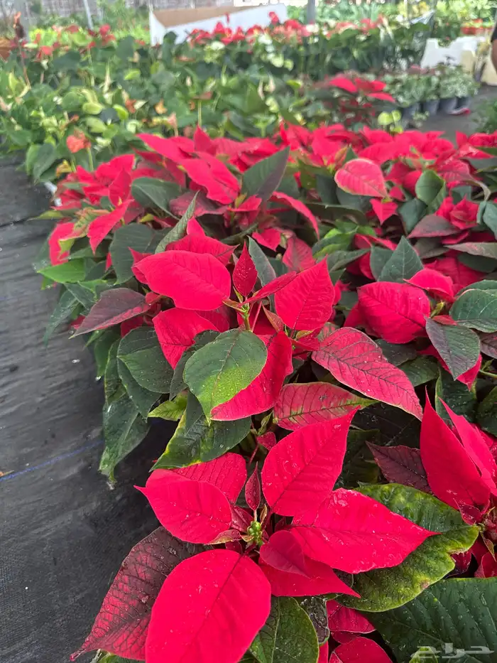 نباتات وأشجار طبيعي 9