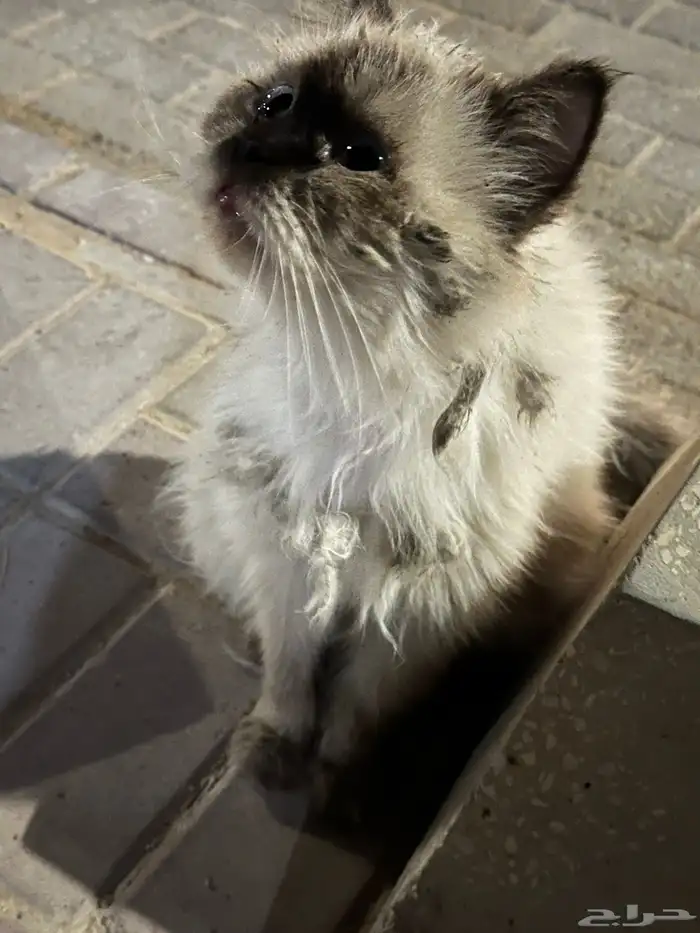 قط مفقود بالمحمديه 4