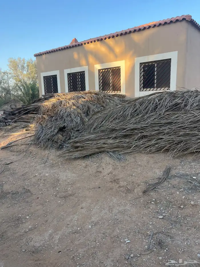 عسبان نخل الطول فوق 4 امتار 1