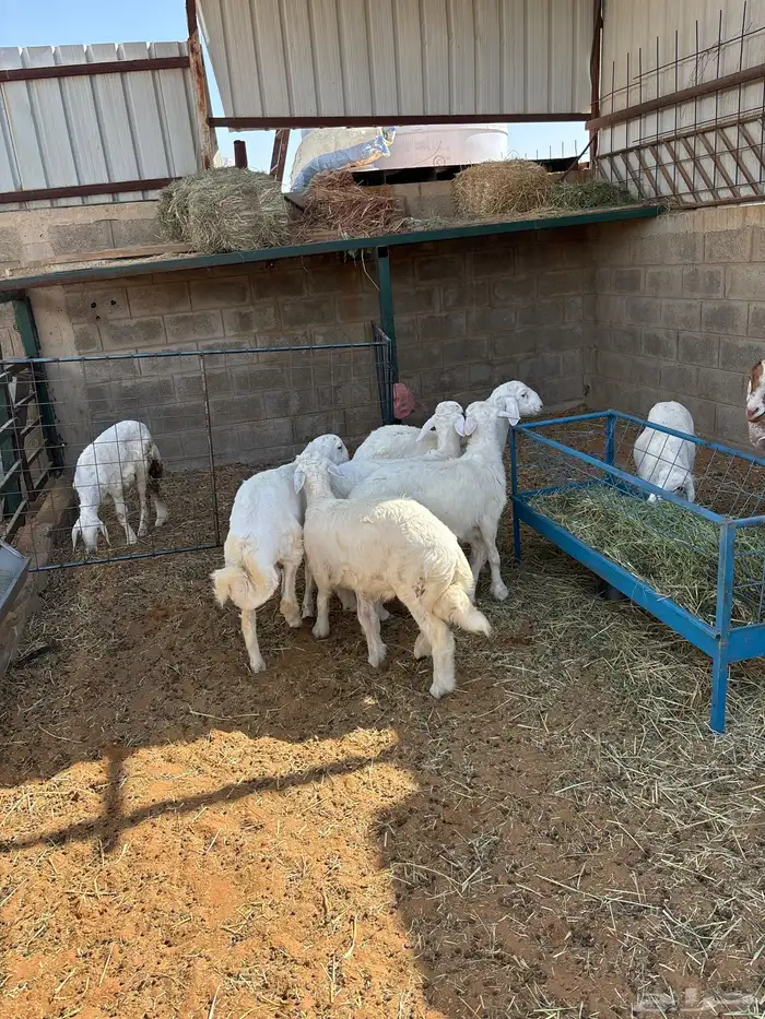 طليان حري مقفله 0