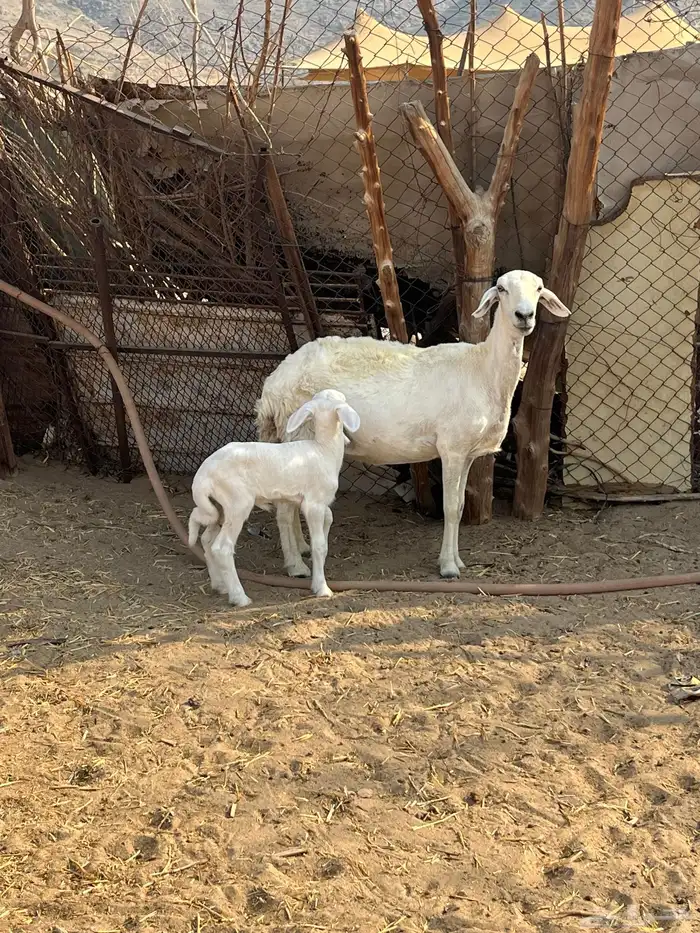نعجة تحتها طلي 6