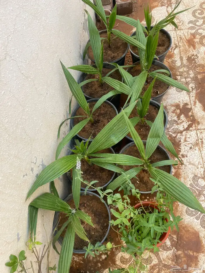 جميع الشتلات المعروضه ب 3 ريال بس العرض لنفاذ الكميه 9