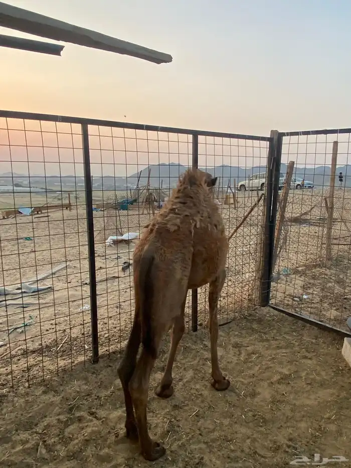 قعدان للبيع 1